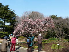 新宿御苑に寒桜をチェックしに出かけました