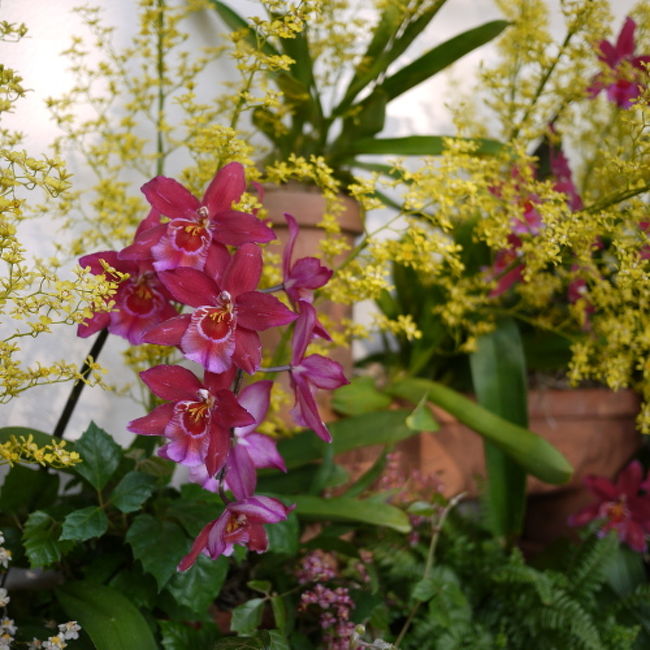 旅行記というより、花の写真です。<br />もうしわけありません!<br /><br /><br />前日の土曜日に高校時代からの友人と飲んだくれて、<br />二日酔い?で朝、10時起き。<br /><br />天気も良かったので、<br />午後からどこかへ行こうと思い、<br />プチ散歩をしました。<br /><br />行ったのは、<br /><br />千葉市花の美術館<br />http://floral-museum.jp/<br /><br />稲毛民間航空記念館<br />http://www.cga.or.jp/004012/<br /><br />稲毛記念館<br />http://www.cga.or.jp/004013/index.html<br /><br />