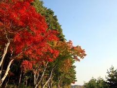 河口湖・北岸の紅葉