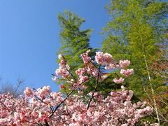 熱海梅園の見所は、いろいろありますよ～！!