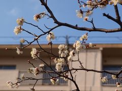 赤羽台団地　小さな梅園