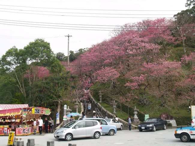 先月末から沖縄の寒緋桜を見に行ってきました。 <br /><br />本土でよく見るソメイヨシノは、ワサワサと樹木いっぱいに花を咲かせていますが、沖縄の寒緋桜は、控え目に花弁を付けています。 <br />ピンク色もありますが、どちらかというと紅色っぽい濃い色が主流でした。 <br /><br />名護城公園、今帰仁城跡公園、八重岳等の観光地で桜祭りを開催していますが、名護から辺戸岬に向かう道路沿いにも山桜が満開になっていました。 <br /><br />日中の沖縄はやっぱり暖かいさ〜<br />さすがに泳ぐまではいかないけれど、カッターシャツでも暑いくらいでした。 <br />単車に乗ってるお兄ちゃんは半そでのTシャツ一枚で走ってたし、空港からレンタカーまでの送迎のバスも冷房されていました。 <br /><br />