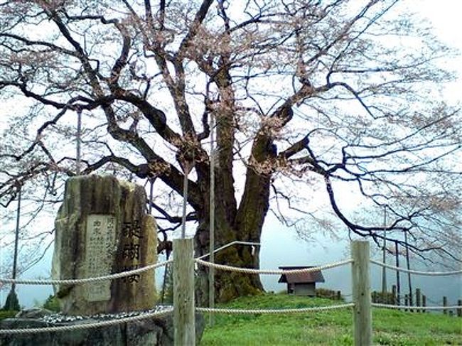 　暖冬の影響で例年よりも早い桜の開花。お休みもちょうどタイミングがよかったので、念願の醍醐桜を見に行くことに決定！ かなりの渋滞が予想されるため、午前３時出発を予定していたのですが･･･目が覚めるとなんと６時半orz...<br />　あきらめようかと思いましたが、１年待つのもなんなので、とりあえず出発することにしました。<br /><br />　ググって見ると・・・醍醐桜は岡山県の天然記念物に指定され、新日本名木百選にも選ばれた見事な桜です。目通り7.1m、根元周囲9.2m、樹高18m、枝張りは、東西南北 ... 後醍醐天皇が隠岐配流の際、その姿を讃えたことにより、「醍醐桜」と名付けられた伝えられています。ｻｲﾄより