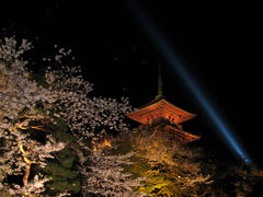 岡山・姫路・京都（桜巡り）　その５～京都夜桜編～　２００９年４月