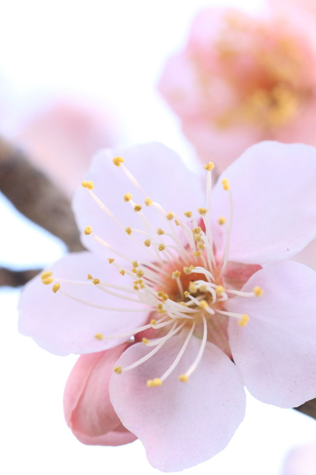 埼玉県は川口にある花と緑の振興センターの梅が3割程度咲いていると聞いて、ちょっくら行ってきました〜