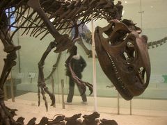 American Museum of Natural History では、なんてったって、恐竜です