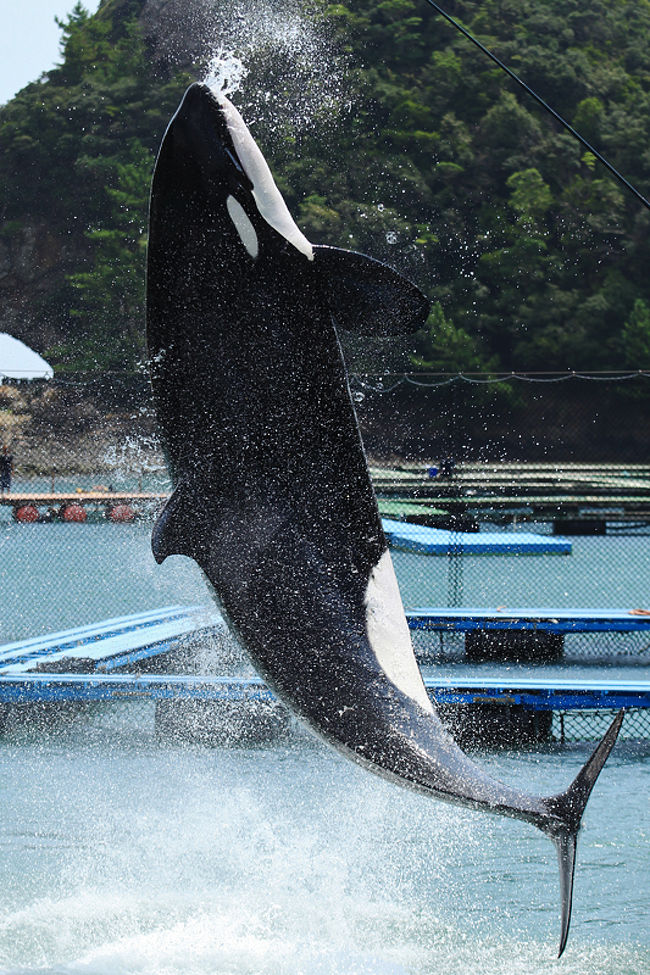 太地町立 くじらの博物館でシャチのショー 子どもとお出かけ 和歌山県 那智勝浦 太地 和歌山県 の旅行記 ブログ By Kuropisoさん フォートラベル