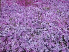 東北旅行⑥宮城・白石城と芝桜のじゅうたん。スパッシュランドパーク