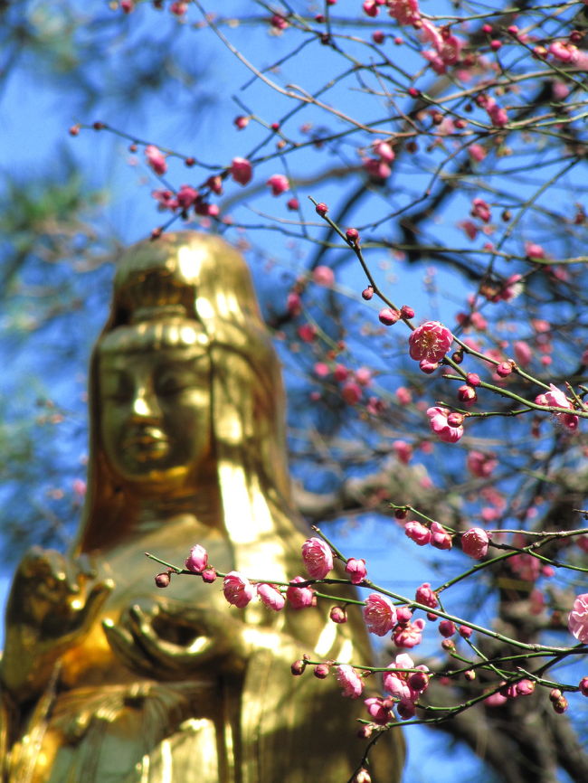 ひょっとすると、もうすっかり梅の季節でしょうか、東京は。<br /><br />週末、撮影散策のターゲットとして自然教育園に目をつけて、最寄りの目黒駅からのアクセスを調べていたら、途中に寺社があることに気付きました。<br />雑然とした都会のはざまに出現する静寂の世界。<br />ちょっくらお邪魔しました、八幡神社と高福院。<br /><br />八幡神社はまるで山の上にあるような錯覚をさせる高い階段の上にありました。<br />両側の狛犬の背後にそびえるミイラ状態の巨大なイチョウの木が印象的でした。<br />高福院の境内では、紅梅が満開でした。<br />金ぴかの仏像と青い空と紅い梅。<br />思いがけずハデな写真がゲットできました。<br /><br />ちなみに目黒駅の近くにはもう一つ、妙應寺なるお寺もあるようでしたが、今回の都会のはざまの寺社めぐりも、あくまで第一目的地に行く途中の寄り道。<br />目的地への道筋から外れたそちらは寄っていませんので、あしからず。<br /><br />※これまでの観劇や所用のついでに見つけた都会のはざまの寺社の写真のある旅行記<br />「観劇前に、新宿の都会のはざまの小さなお寺散策」（2010年１月９日）<br />http://4travel.jp/traveler/traveler-mami/album/10417069/<br />「すてきなお稲荷さんのいる花園神社」（2008年６月24日）<br />http://4travel.jp/traveler/traveler-mami/album/10250600/<br />「観劇前に散策！─新宿中央公園と熊野神社」（2008年２月11日）<br />http://4travel.jp/traveler/traveler-mami/album/10218067/<br />