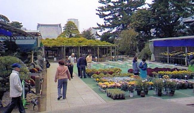 江戸川名主の館で、江戸川区のいい所を教わって、<br />繁茂面積日本一の「影向の松」を見に行きました。<br /><br /> この松は、善養寺の境内に大きく枝を張るクロマツの巨樹です。<br /><br /> 江戸川区の松だから、と、期待しないで行ったら、<br />あまりに広くて、びっくり、感激でした。<br /><br /> 菊花展は、これから、見所だったけど、一部咲いていた。<br /><br />東京都江戸川区東小岩2-24-2