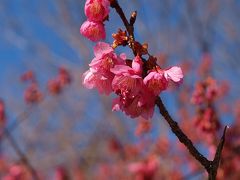 東海道ぶらぶら　品川宿−２　荏原神社　寒緋桜