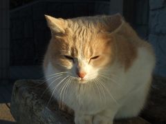 ユネスコ無形遺産・チャッキラコの祝福 ～後編／城ヶ島～照らす猫の楽園