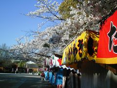 2004春、鶴舞公園の桜