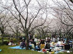 2004春、平和公園での花見(1)バーべキュー、南京玉簾