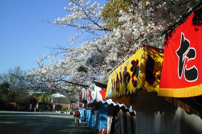 2004年春の鶴舞公園の桜の紹介です。この年は、鶴舞公園駅が乗換駅でしたから、通勤途中の朝や夜などに撮影しました。
