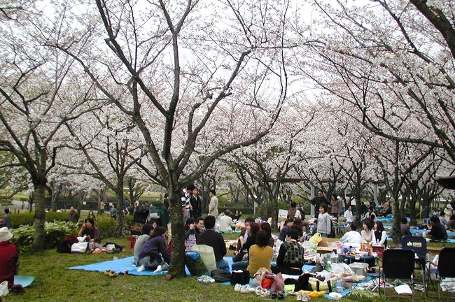 2004春、平和公園での花見(1)バーべキュー、南京玉簾
