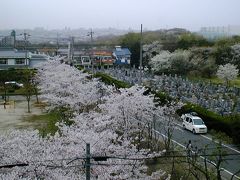 2005春、相生山の花見