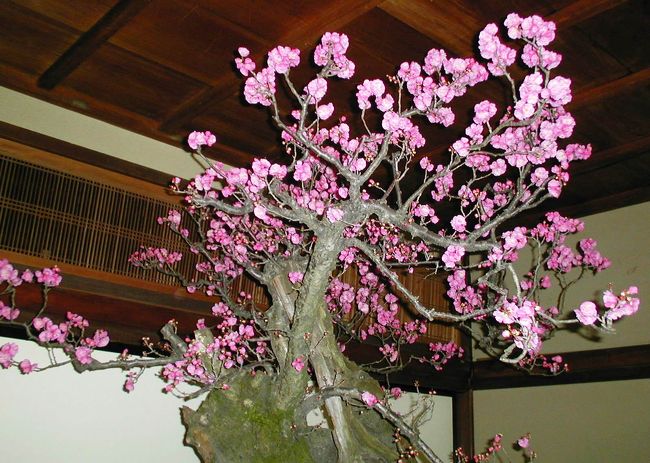 新春の恒例になった、長浜の盆梅展見学のミニツアーの紹介です。