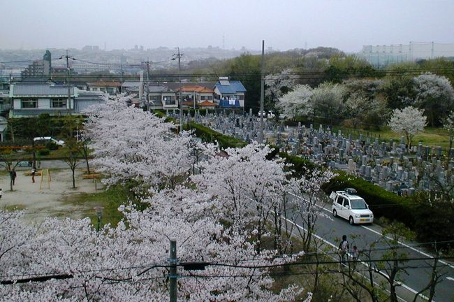 2005春、名古屋市内の相生山での花見です。ソメイヨシノと山桜が咲きます。