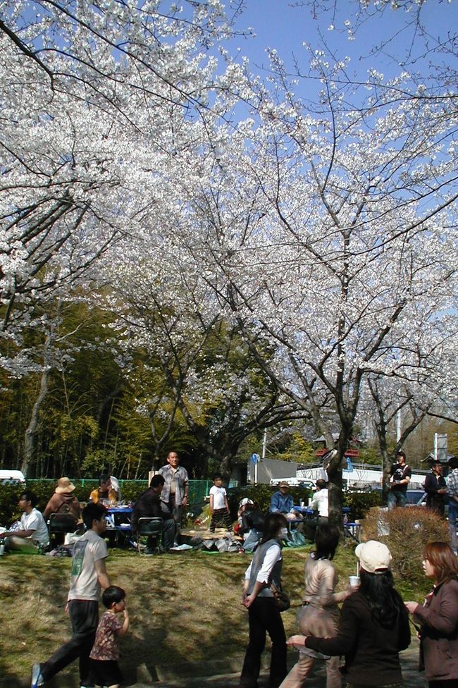 2005春、平和公園での花見(3完)