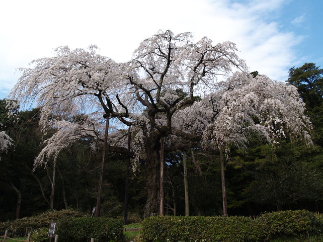 　神奈川県の桜では小田原市長興山紹太寺の枝垂れ桜が有名だ。そこで桜を見に行った。雲のように枝を伸ばして花を咲かせている1本の枝垂れ桜はなるほど見事だ。帰りに萱葺き屋根の本堂に寄った。先程参道の石段ですれ違い、挨拶した方がおられ、LEDライトを寄進した。本堂横の参道にはお店が並んでおり、紅白の桜見大福があり、1つ買って味見した。とても美味しかったので紅の桜見大福を6個入り1パックを買ってテニスクラブへのお土産とした。包丁を忘れたのでラウンジでナイフを借りて半分に切って皆で食べた。とても評判が良く、お袋の笹団子、日本国山麓のラジウム清水とともに私のお土産で好評だった3つに加わった。<br />（表紙写真は長興山紹太寺の枝垂れ桜）