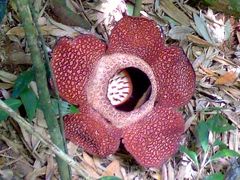 2010 ASEAN4ヶ国弾丸の旅 ＜コタキナバル編＞