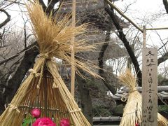 ペンギンのお散歩と冬ぼたんと土偶が見たくて木曜日の祝日は上野公園へ（2）雪よけのおこもり姿の冬ぼたんは絶好調！