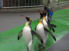 ペンギンのお散歩と冬ぼたんと土偶が見たくて木曜日の祝日は上野公園へ（3）お散歩するペンギンは可愛かった@