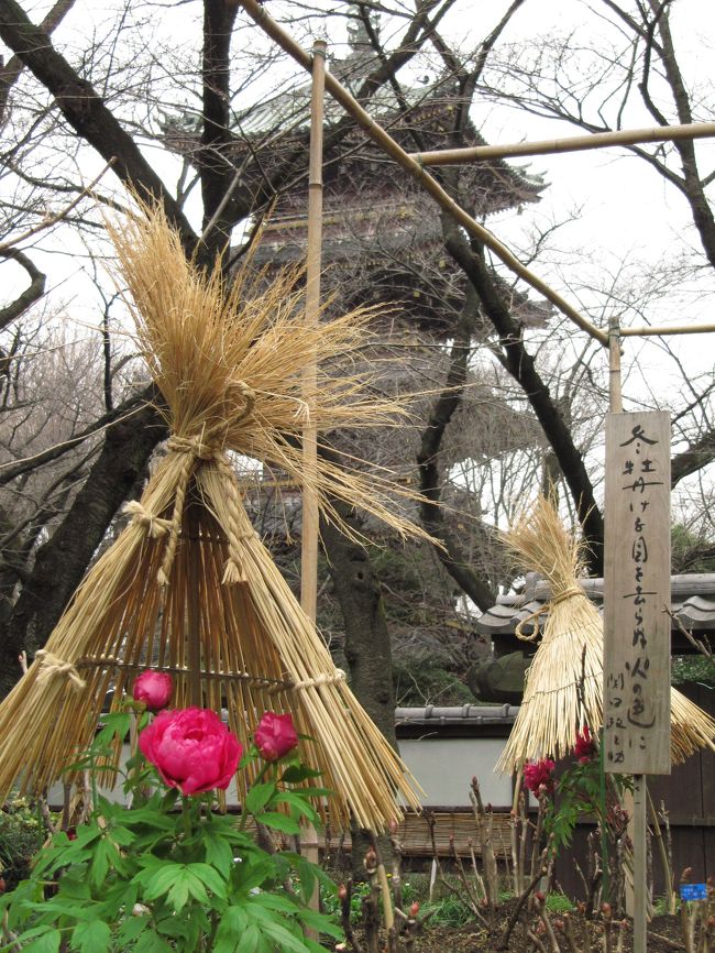 ３年ぶりに上野公園の冬ぼたんが見に行きたくなったのに、なんだかんだと機会を逃していました。<br />もうすぐ会期は終わりです。<br />なら、花はピークを過ぎていて、振り乱した髪のようになった花びらが、もう散り始めている頃かしら。<br />そうは思ったものの、贅沢をいえない冬の花鑑賞。<br />２月11日の祝日が曇りのち雨と分かって、行き先を上野公園に変更したから、ついでに寄ってみることにしました。<br />そうしたら───！<br />なんですか、心配することはなかったじゃないですか。<br />花はどれもきれいな状態で、咲きかけもありますし、ふくらみかけたつぼみすら、ありました。<br />ぼたんって、意外に花期が長かったんですね@<br />と単純な私は信じてしまったのですが、茨城から来たという農家のおじさんが、これは温室で咲かせた花をわざわざここに植えたんだ、と教えてくれました。<br />花は10日ももたないから、咲き終わったらまた引っこ抜いて、次々と植え替えてるんだ、と。<br />なぁんだ！<br />でも、花の写真が撮れれば、自生であることにこだわらない、現金な私ですから。<br />撮れないより撮れる方がいいに決まっています。<br /><br />上野東照宮のぼたん苑には、この時期でも、ぼたんだけでなくいろんな早春の花が顔をのぞかせます。<br />雨が降りそうなくらい曇っていたせいか、福寿草は花を閉ざしていましたが、赤と黄色のマンサク、白梅・紅梅・盆栽梅、小さなベルが集まったような泡雪エリカ、うっすらピンクに染まったネックレスのようなアセビ、そして密集した花の外側だけ咲き始めたミツマタ。<br />そうそう、ハボタンも、他のぼたんのように雪よけの下で、そ知らぬ顔して咲いていました@<br /><br />上野東照宮冬ぼたん展2010年<br />会期１月１日〜２月21日<br /><br />〈建国記念日の祝日のお出かけの上野公園の旅行記シリーズ〉<br />□（1）寒桜の咲く冬の上野公園と国宝土偶展<br />■（2）雪よけのおこもり姿の冬ぼたんは絶好調！<br />□（3）お散歩するペンギンは可愛かった@<br /><br />※これまでの上野公園のぼたん苑の旅行記<br />2007年１月30日<br />「上野公園東照宮冬ぼたん祭り(1)思った以上に撮っちゃいました@」<br />http://4travel.jp/traveler/traveler-mami/album/10122203/<br />「上野公園東照宮冬ぼたん祭り(2)これぞ撮りたかった、ステキな脇役たち」<br />http://4travel.jp/traveler/traveler-mami/album/10122234/<br />2006年５月30日<br />「牡丹づくしにクラクラ！その３：上野東照宮のぼたん苑」<br />http://4travel.jp/traveler/traveler-mami/album/10065566/<br />