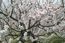 2001春、洲原神社、洲原公園(1)：満開の白梅、パンジー、洲原池、渡り鳥