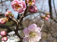 藤川天神の臥竜梅　膨らむつぼみ