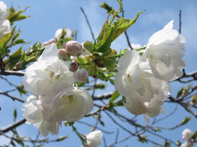 １３０種４００本の桜が植えられている桜見本園では、桜の木に名札が付けられていてまるで生きた桜図鑑といった感じ。<br />