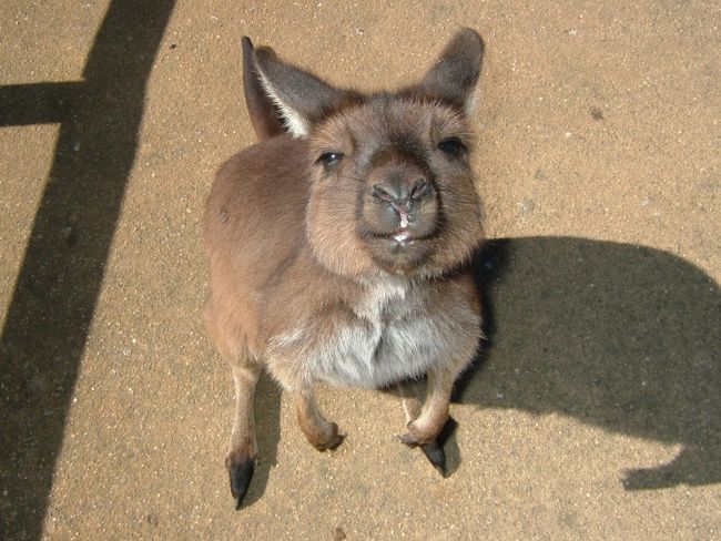 メルボルンから列車に揺られバララットに行きました。<br />バララットの動物園ではカンガルー、ワラビー、エミューなどが放し飼いになっており動物を間近で見ることができて楽しかったです。