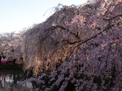 三嶋大社の桜－2008年