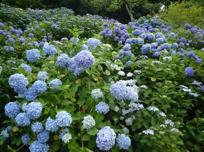 出張ついでに福知山の紫陽花寺と綾部のグンゼ博物館に行きました。