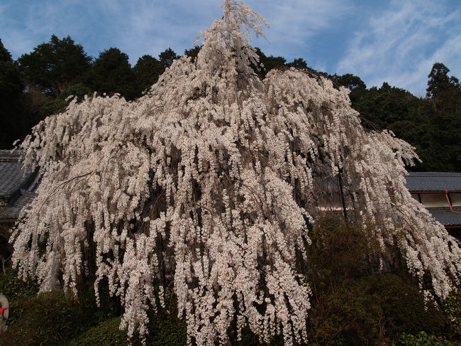 　京都に比べると奈良には桜の名所が少ない。時代からすると桜より梅が嗜好されていたからだろうか。大野寺の枝垂れ桜が載っていたので出かけてみた。大野寺は近鉄室生口大野駅から直ぐのところにある。室生寺に行くバスが横を通るので、「ああ、あの寺か」と思っていた。<br />　京都の宿から朝一番に出かけたが流石に遠い。桜井駅から近鉄電車に乗り換えると通勤時間帯であったので社内は込んでいた。それでも長谷寺駅あたりで座れたが、榛原（あいはら）駅では左に座っていた人が降りて席が空いた。すると右に座っていた30過ぎの男性がカバンを座席に置くので右に寄ってくれと言う。余りのことに絶句した。しかし、都で無くなって1200年以上（、藤原京からは今年で1300年）も経てば只の田舎だ。こんな事も有りなのだろう。<br />　帰りは榛原駅で乗り換えだ。0番線と言うことなので1番線方面へ急いだ。何とホームは5番線と0番線が並んでいる。0の次は１だろう。5の次は6だ。どうもこれも只の田舎では通じないようだ。<br />　ついでに、近鉄電車をねたにもうひとつ。西大寺駅の1番線は単線になっており、右（奈良）にも左（難波）にも電車が向かう。東京にこんな駅があったら大パニックになるのは必死だ。只の田舎者になると器用になるものなのか。だだし、西大寺駅では1番線の複線化工事が予定されているようだ。<br />（表紙写真は大野寺の枝垂れ桜）<br />