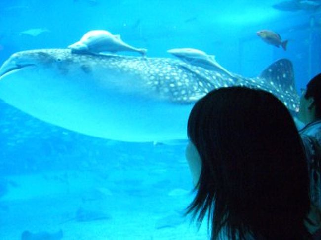 三日間のツアーに参加しました。<br />ちゅら海水族館がメインです。<br /><br />阪急トラピックス関空発沖縄三日間ツアー