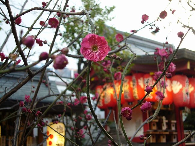 買物のついでに京都駅〜四条河原町付近を自転車で移動しながら、身近に咲いてる梅の花を少しだけですが見つけてきました。<br />梅の名所じゃないので数は少ないですが、こうやってじっくり眺めると梅の花って ”和”の雰囲気で可愛らしいですね。