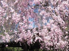 2009年の京都4月の桜