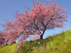 南伊豆の川津桜と弓ヶ浜