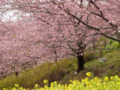 まつだ桜まつりに出かけて見ました