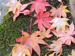 紅葉の長谷寺その２(奈良紅葉巡り５・一人旅)