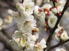 福寿草と梅の森林公園2010（2）開花状況が極端に割れた今年の梅林