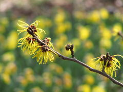 福寿草と梅の森林公園2010（3）早春の花たち＆冬の野草コースetc.