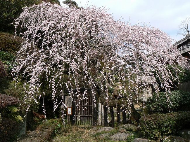 諫早公園を訪れたあと、雲仙市国見町にある鍋島邸の梅と緋寒桜を見に行きました。<br /><br />雲仙市国見町の神代小路（こうじろくうじ）地区は、江戸時代の伝統的な建物や地割りが残っており、昔ながらの景観を保つ努力が続けられています。<br />