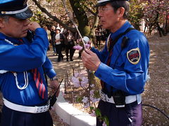 大阪造幣局の桜（１）