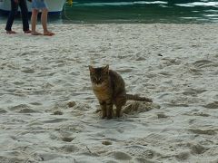 いろいろやってみる沖縄3日目☆石垣島・竹富島♪猫写真を撮る