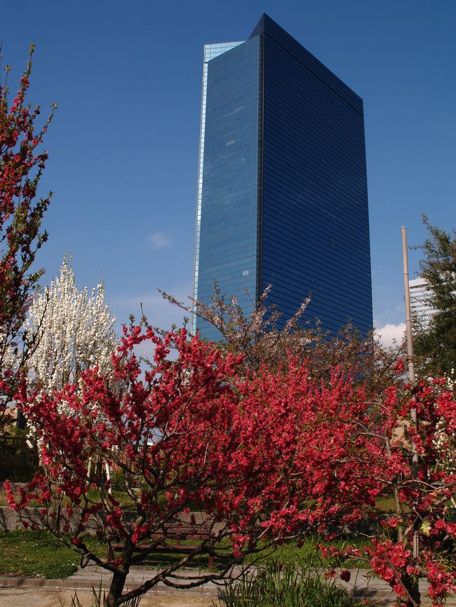 　大阪城公園の桃園を通りかかったら桃の花が綺麗に咲いていたので写真に撮ってきた。手入れが行き届いており、公園内を整備している何人もの市の職員を見かけたが、桃園で桃の花を見る者は少ない。道一本隔てたおもいでの森には多くの人たちがいるのだが。<br />　向こう（大阪ビジネスパーク）に聳え立つ青い高層ビルが気になったので、ベンチに座っていた初老の方に尋ねてみたが知らないという。定年前までは松下電器に勤めていたのでナショナルタワーは知っているという。「もう直ぐ、松下電器は社名変更してパナソニックになりますから。」と言うと、「勤めていた会社がナショナルではなくパナソニックに変わってしまうのは・・・」OBにはやはり戸惑いがあるようだ。<br />　かつての大阪城公園はびっしりと青いテントが立ち並んでいたが、今はもう見かけない。どうなったのか気掛かりだったが、市の職員に聞くと担当部署で聞くように言われた。お役所対応は変わらない。<br />（表紙写真はクリスタルタワーをバックにした桃園）