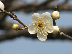 再び、宝登山ハイキングへ行く③梅百花園にて(作成中)