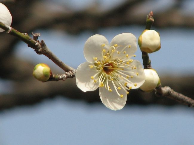 2月14日、午後0時25分頃に梅百花園に到着した。<br />ざっと見渡したところ、前回訪問した時よりも梅の花は見頃になっていた。　三部～四部咲きで白、ピンク、紅色の色が混ざり合い、いよいよ、蝋梅の花の見頃が終わり、梅の花が見頃を迎えるようになって春の様相を呈してきた。<br /><br /><br /><br /><br /><br />＊写真は美しい梅｢月の桂」の花